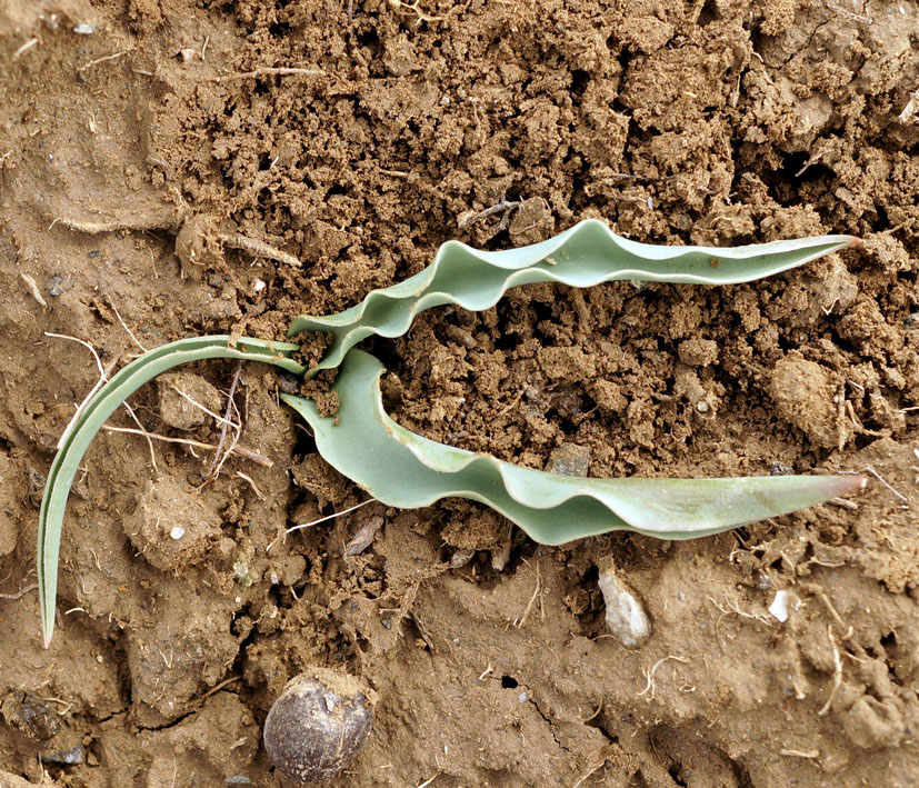 Image of Tulipa tetraphylla specimen.