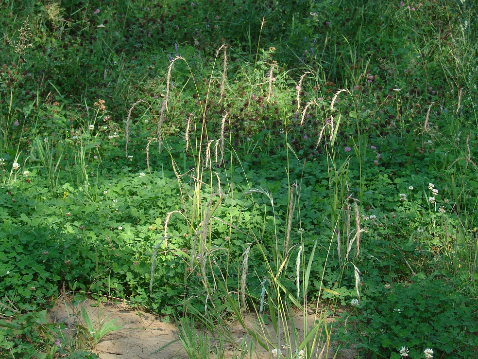 Изображение особи Elymus sibiricus.