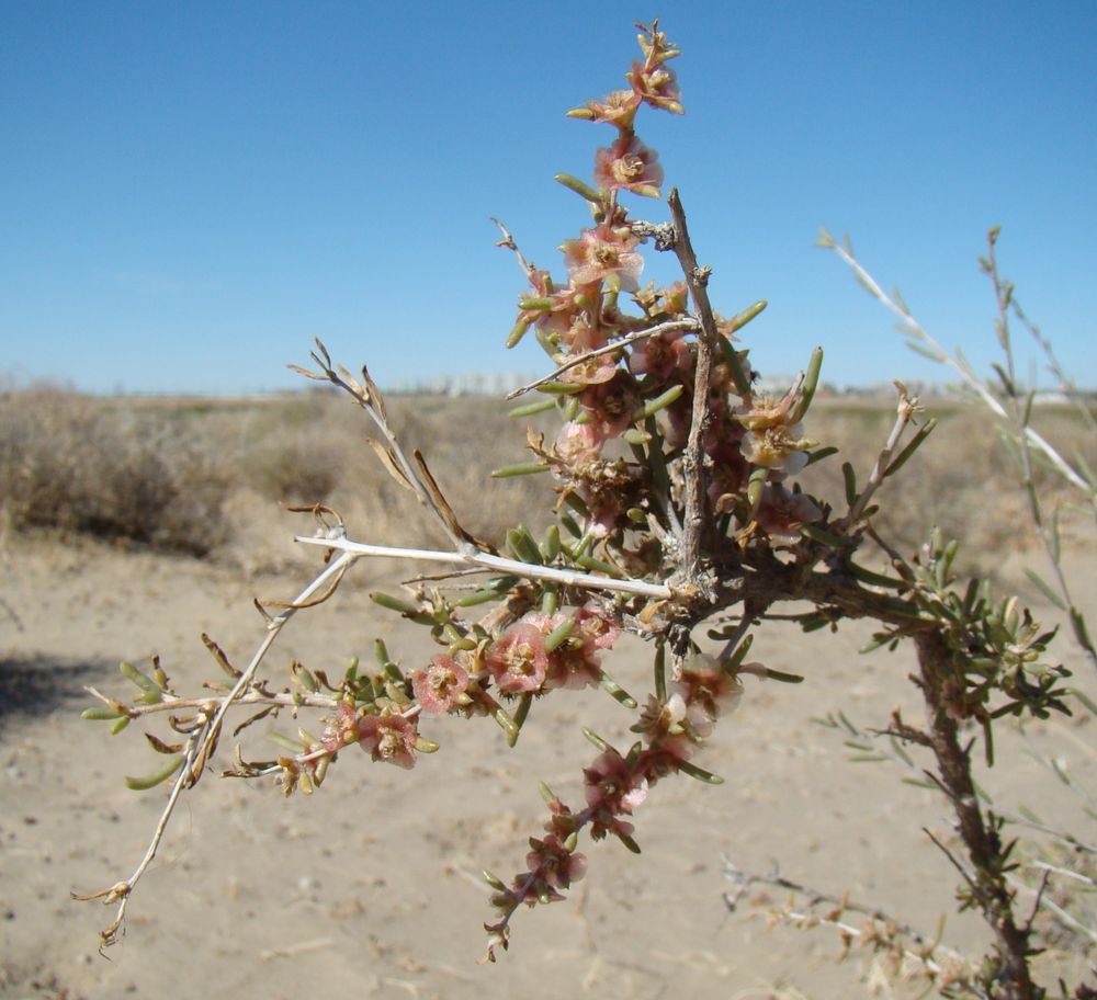 Image of Salsola arbuscula specimen.