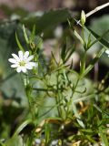 Stellaria soongorica