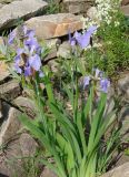 Iris setosa