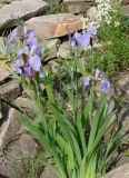 Iris setosa. Цветущее растение. Якутия (Саха), окр. пос. Чульман, берег р. Чульман. 24.06.2008.