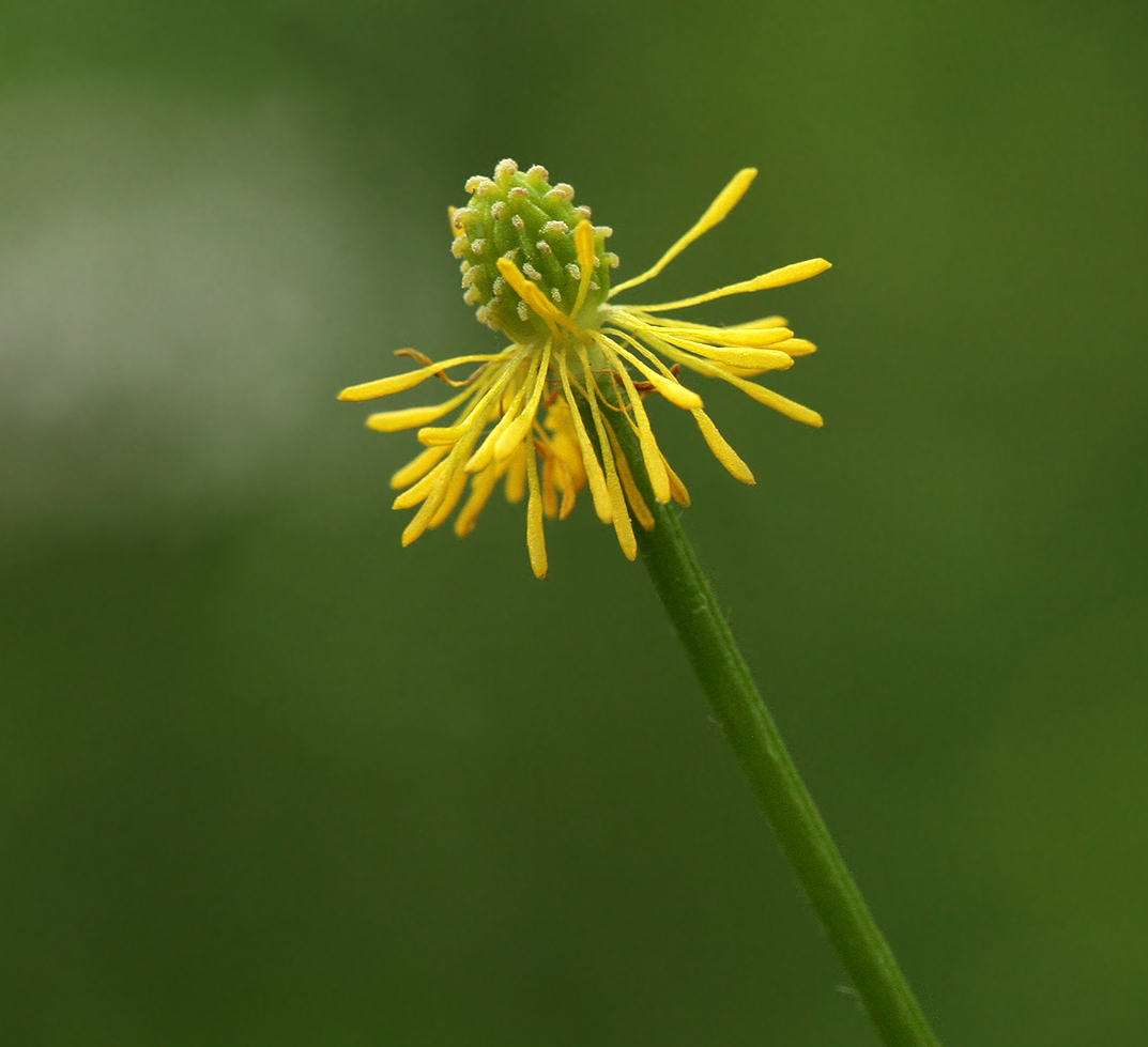 Image of Ranunculus polyanthemos specimen.