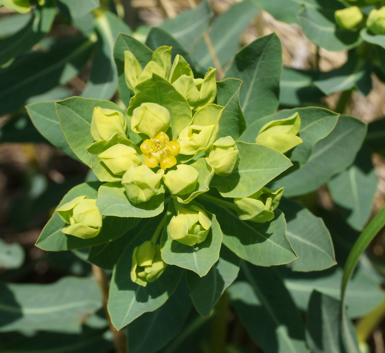 Изображение особи Euphorbia macrorhiza.