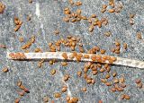 Turritis glabra