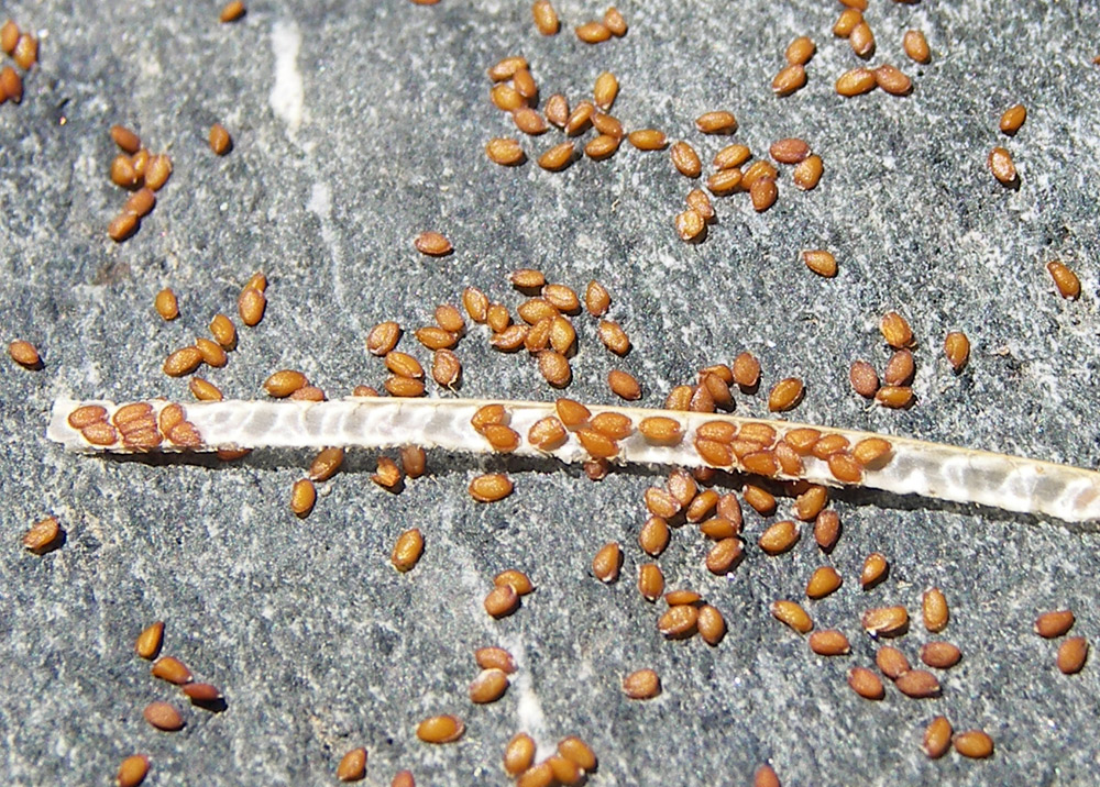 Image of Turritis glabra specimen.