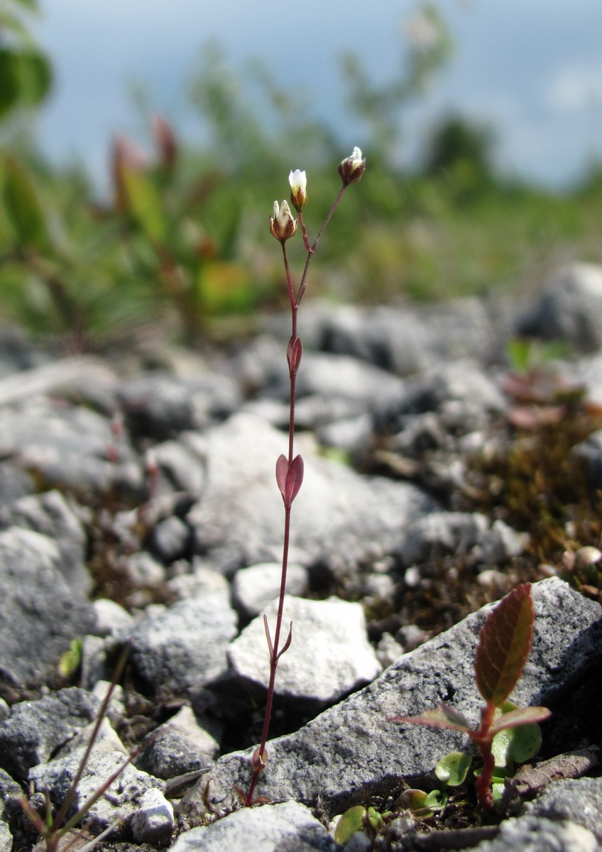 Изображение особи Linum catharticum.