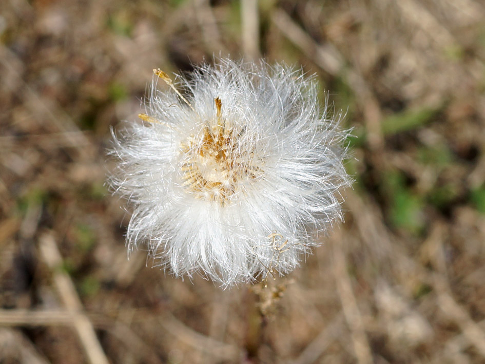 Image of Tussilago farfara specimen.