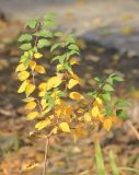 Prunus cerasifera. Веточки с листвой в осенней и летней окраске. Черноморское побережье Кавказа, г. Новороссийск, в культуре. 14 декабря 2014 г.