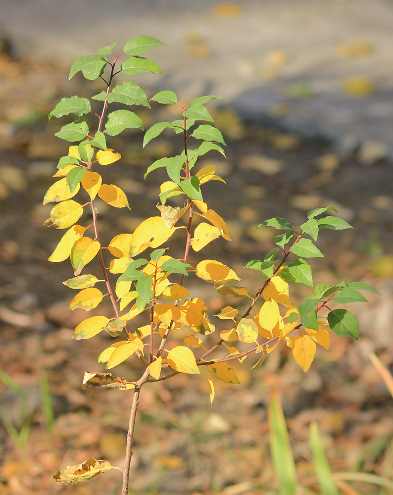 Изображение особи Prunus cerasifera.