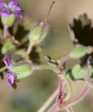 Geranium rotundifolium. Побег с цветком и бутоном, наверху завязь. Узбекистан, г. Ташкент, пос. Улугбек, санитарно-защитная зона. 20.03.2016.