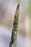 Carex acuta