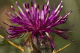 Centaurea laconica