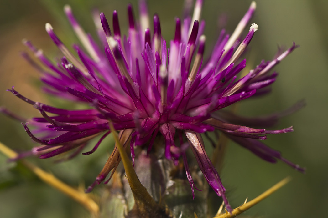 Изображение особи Centaurea laconica.