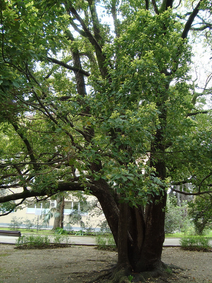 Image of Cinnamomum camphora specimen.