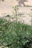 Sisymbrium altissimum