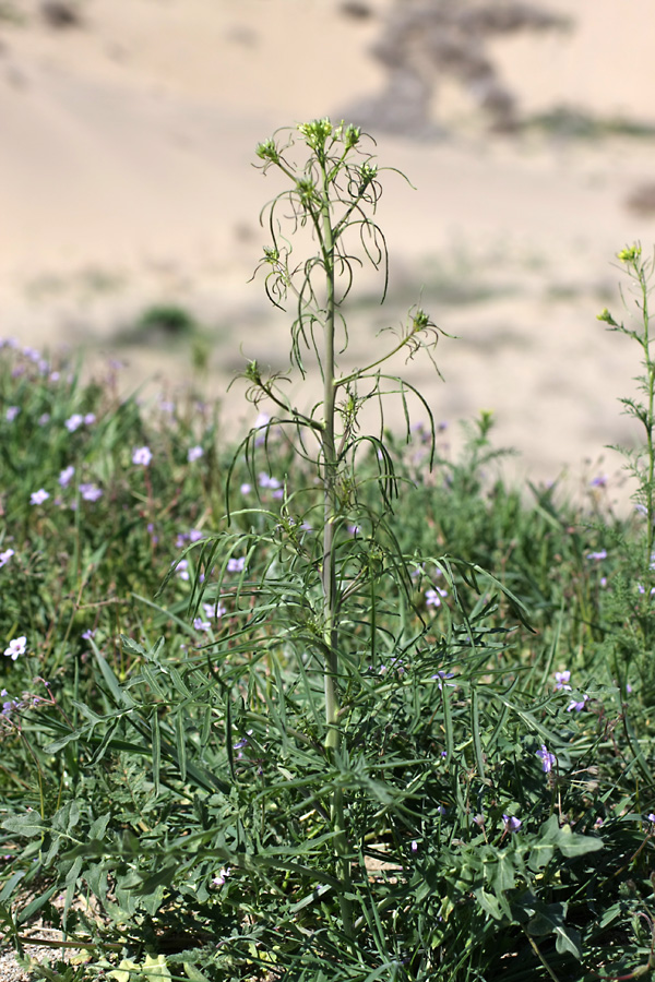 Изображение особи Sisymbrium altissimum.