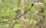 genus Salix