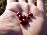 Vaccinium vitis-idaea var. minus