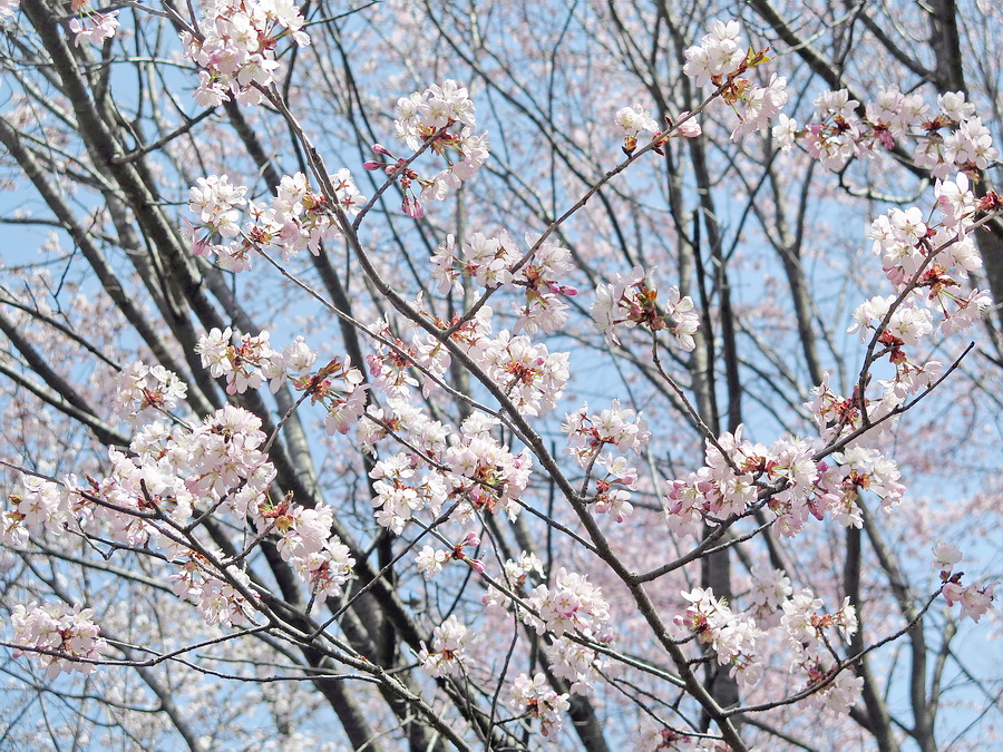 Изображение особи Cerasus sachalinensis.