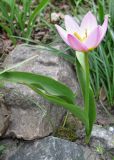 Tulipa subspecies bakeri