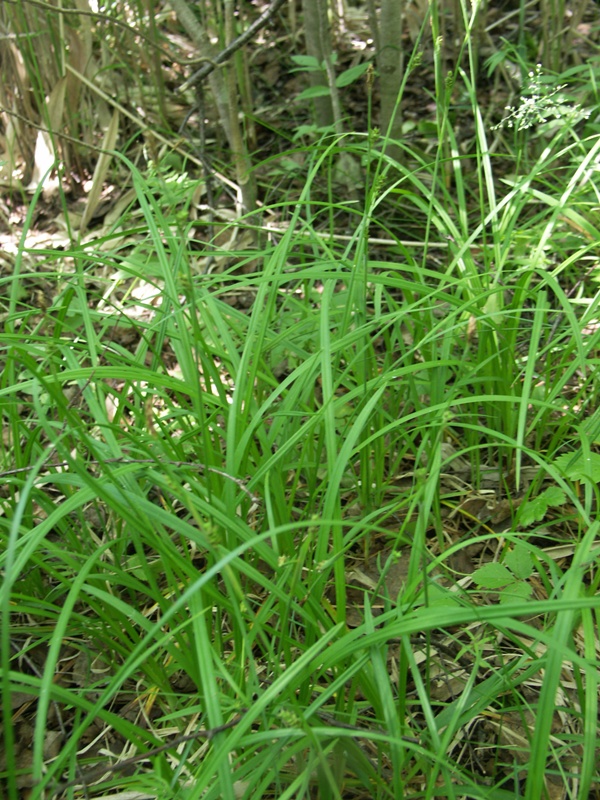 Изображение особи Carex vaginata.