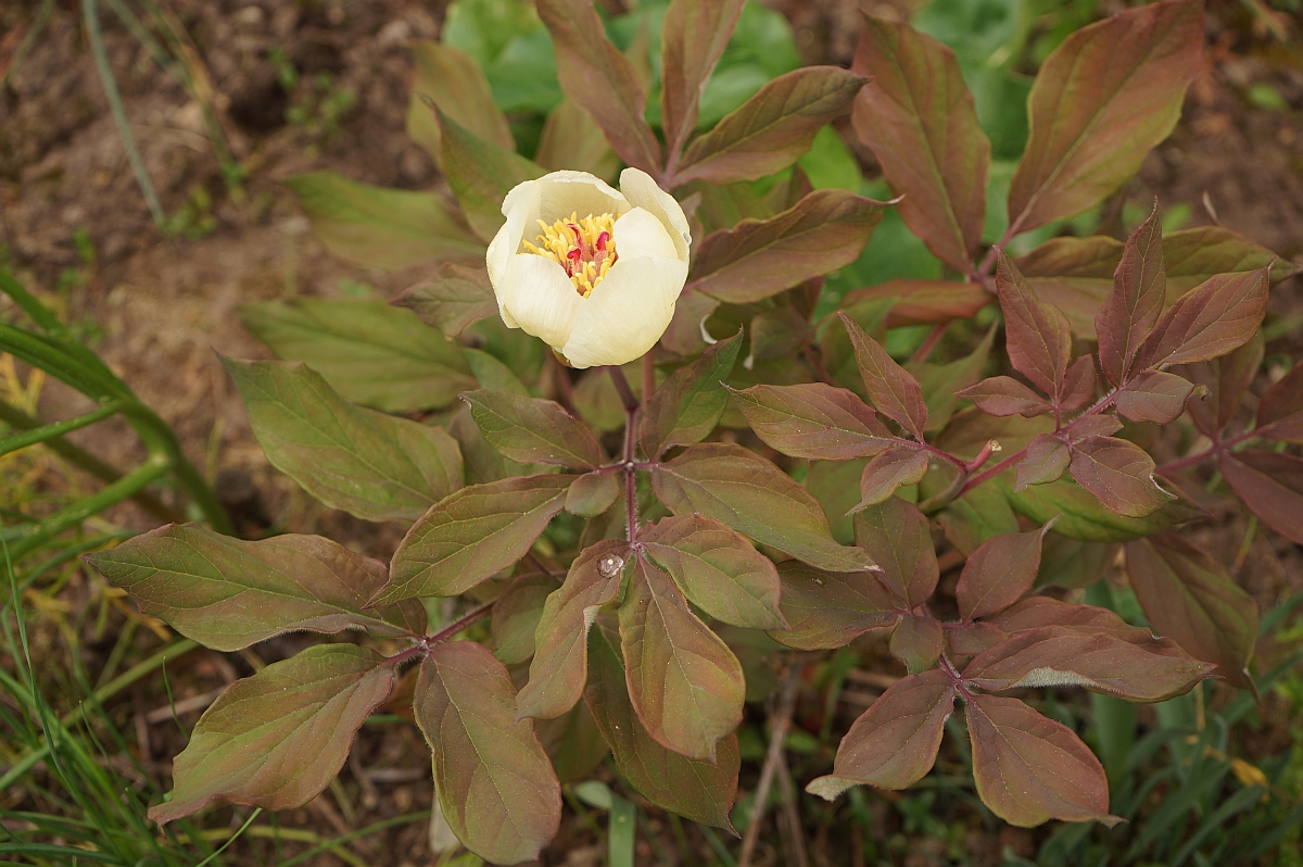 Image of Paeonia tomentosa specimen.