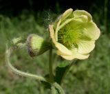 Geum rivale
