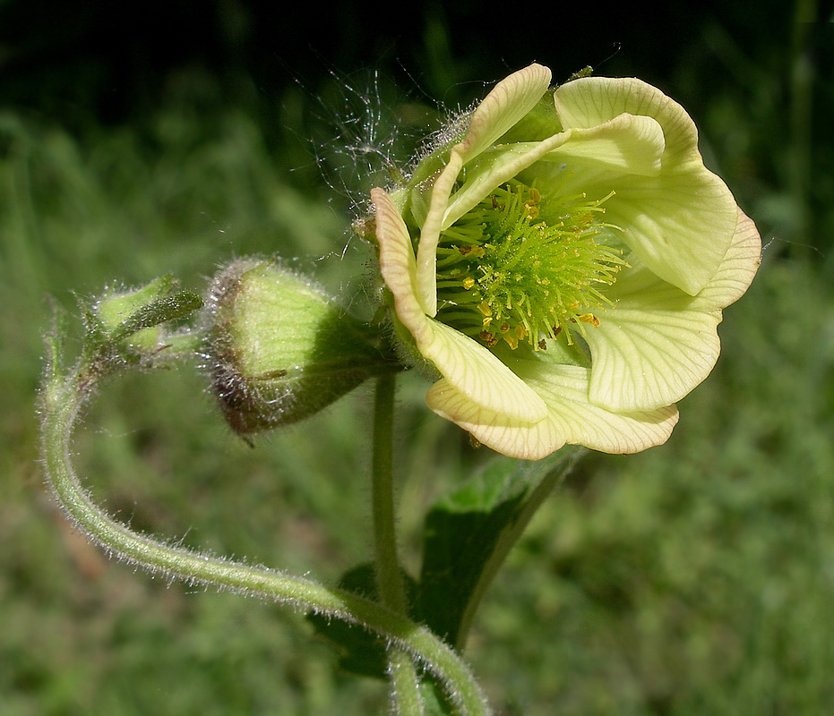 Image of Geum rivale specimen.