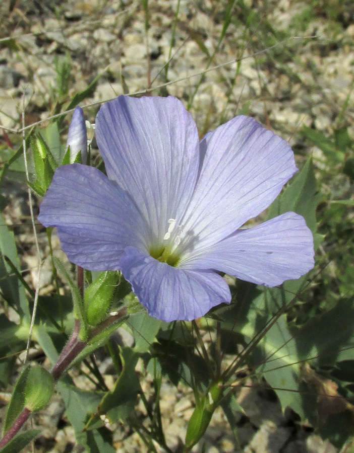 Image of Linum lanuginosum specimen.