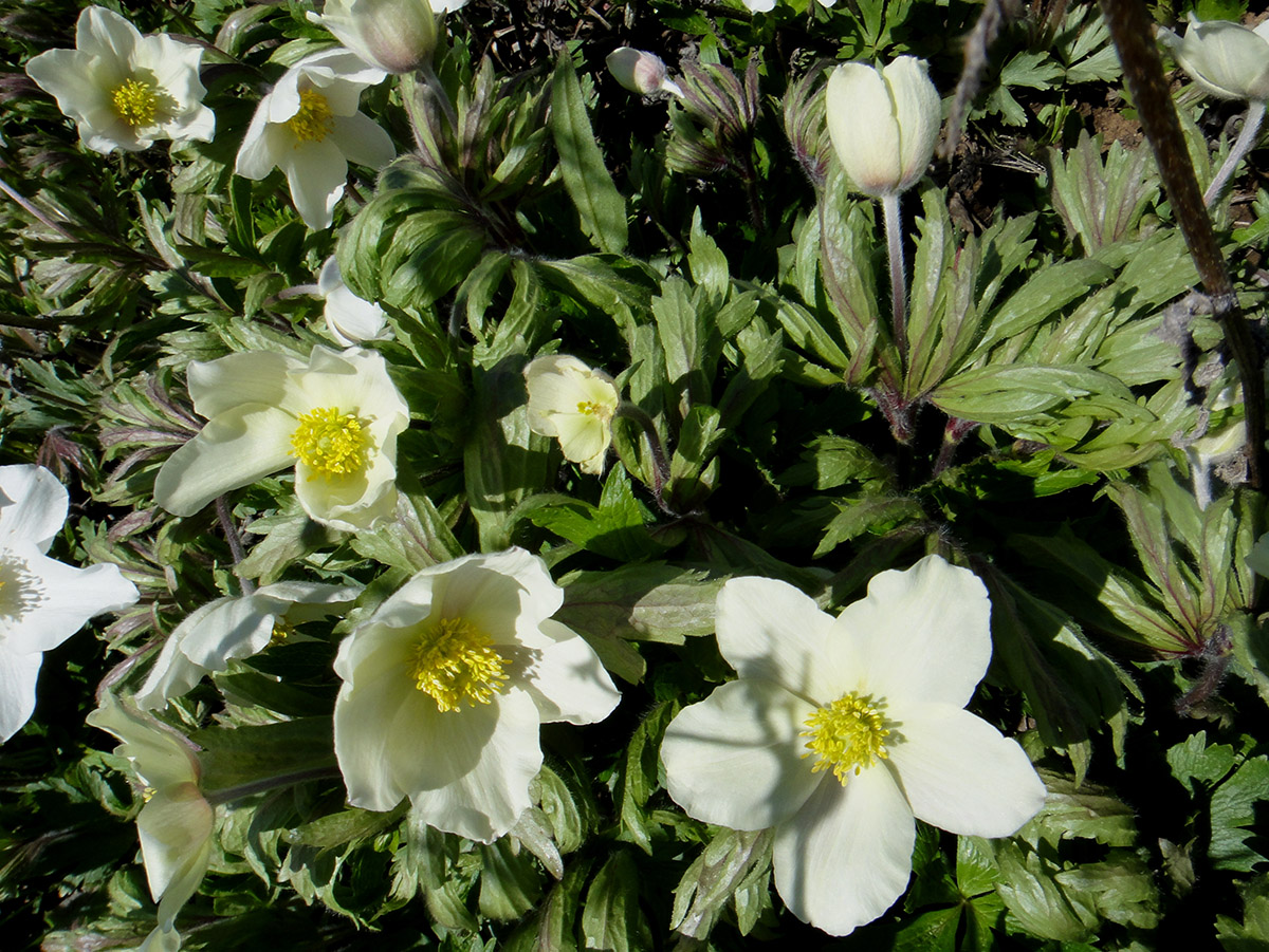 Image of Anemone sylvestris specimen.