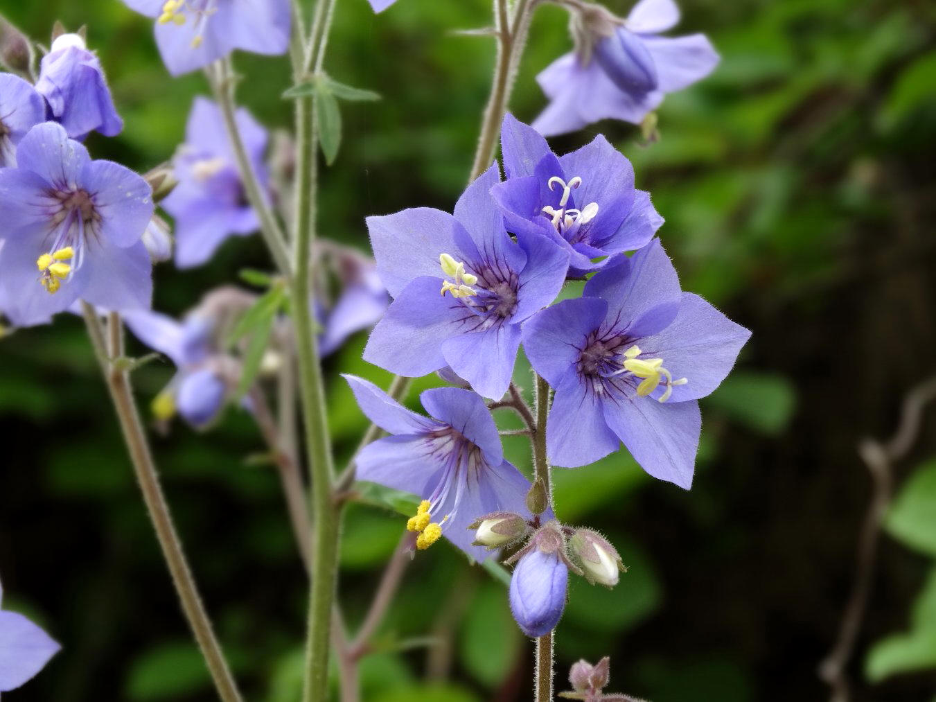 Изображение особи род Polemonium.