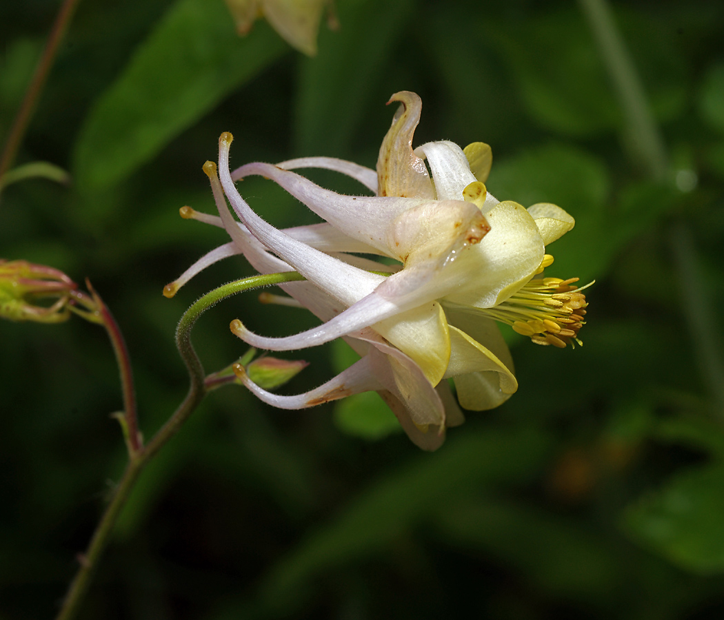 Изображение особи род Aquilegia.