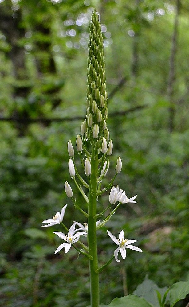 Image of Ornithogalum arcuatum specimen.