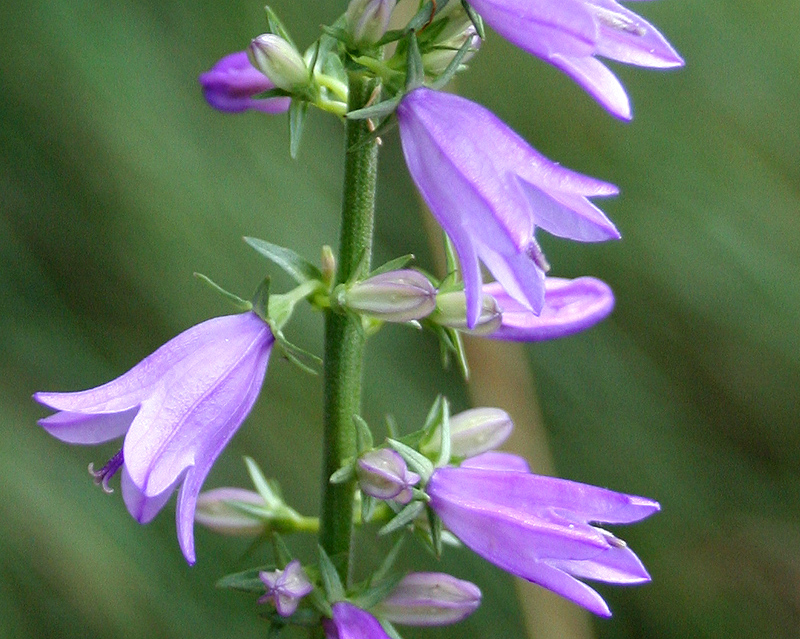 Image of Campanula rapunculoides specimen.