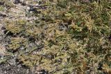 Silene thymifolia. Цветущее растение. Крым, Арабатская стрелка, окр. с. Соляное, на ракушечном пляже. 22.06.2016.