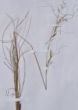 Stipa korshinskyi