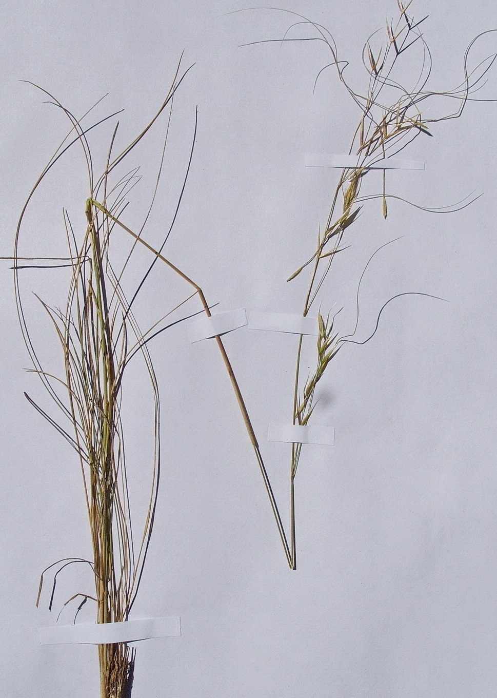 Изображение особи Stipa korshinskyi.