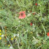 род Papaver