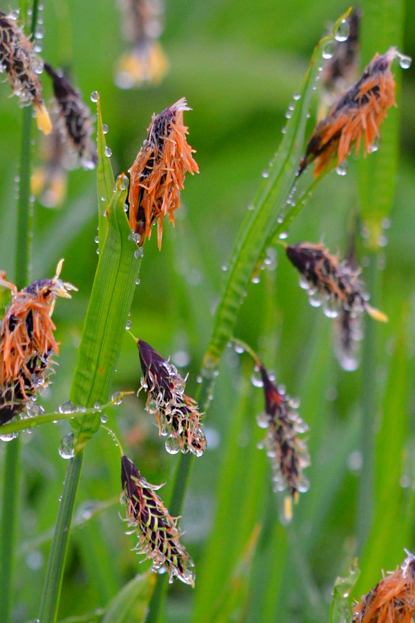 Изображение особи Carex riishirensis.