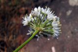 Allium denudatum