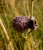 Succisa pratensis
