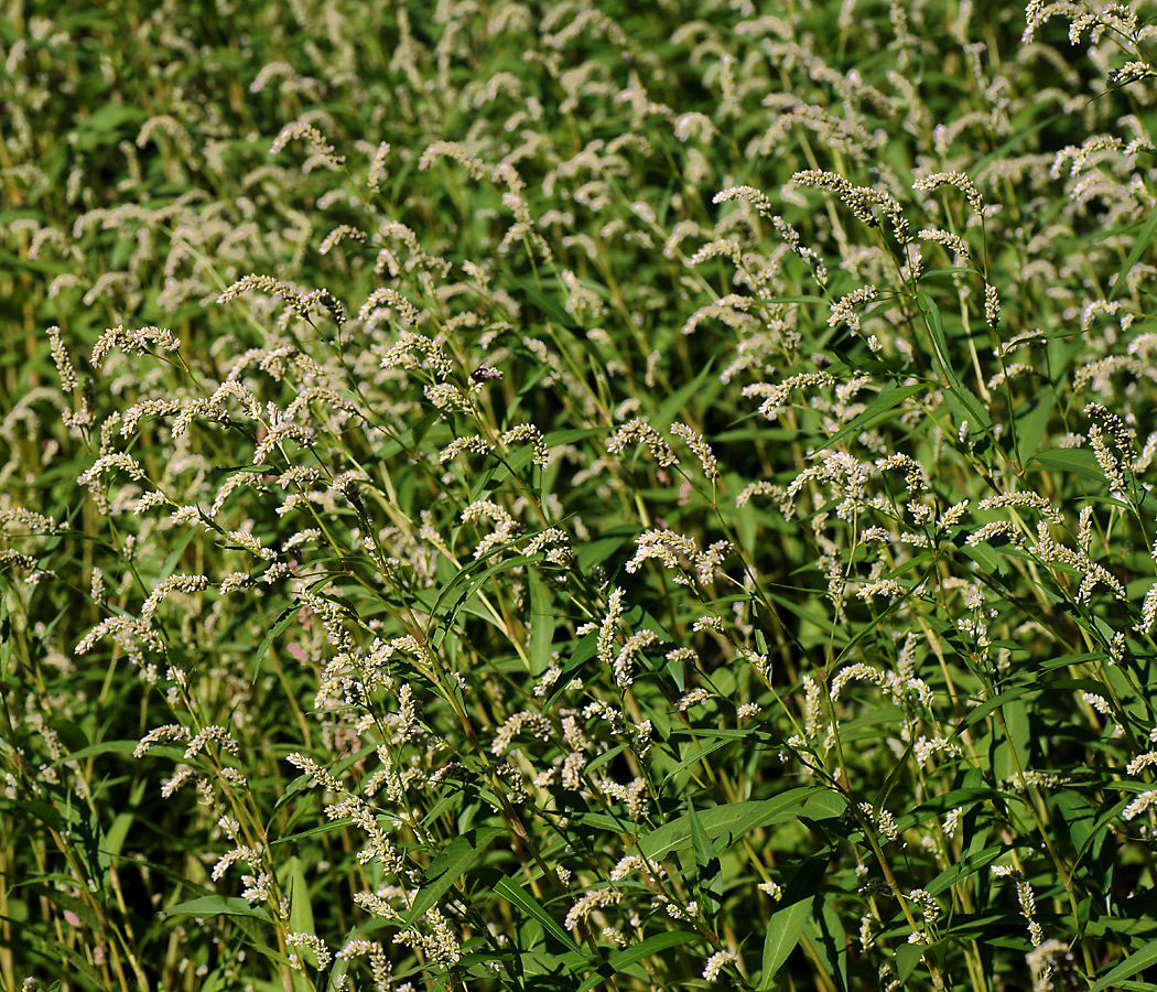 Изображение особи Persicaria lapathifolia.