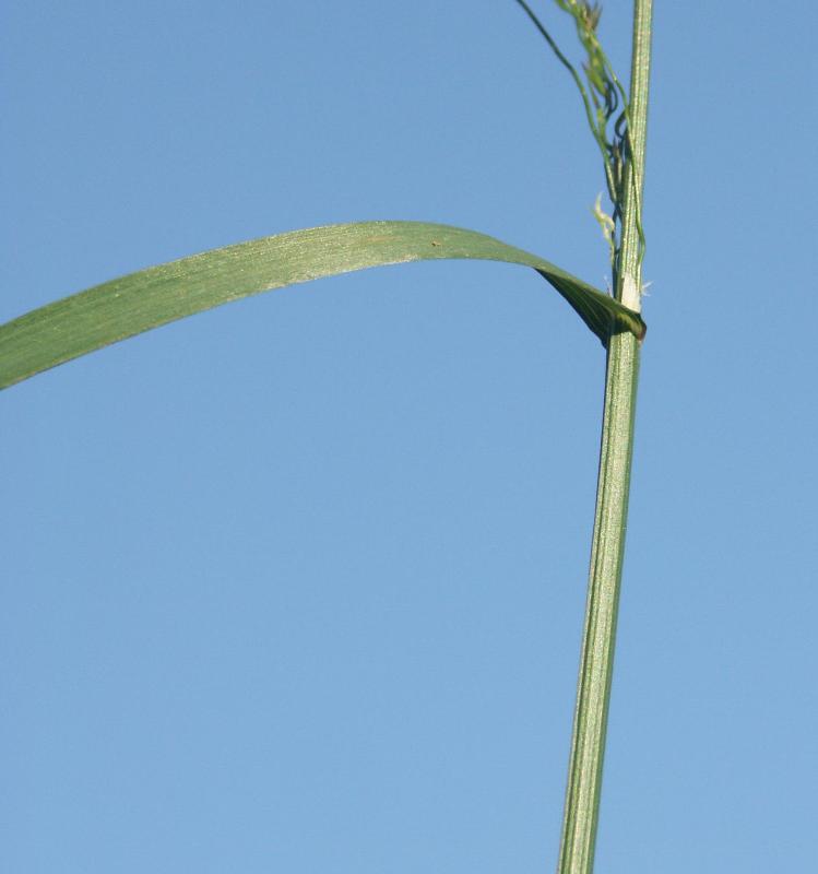 Image of Poa palustris specimen.