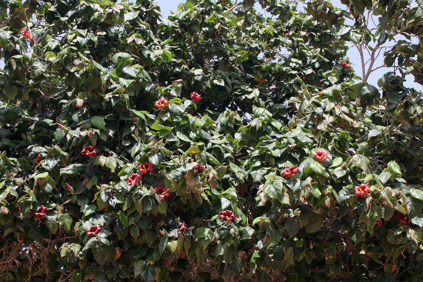 Image of Hibiscus elatus specimen.