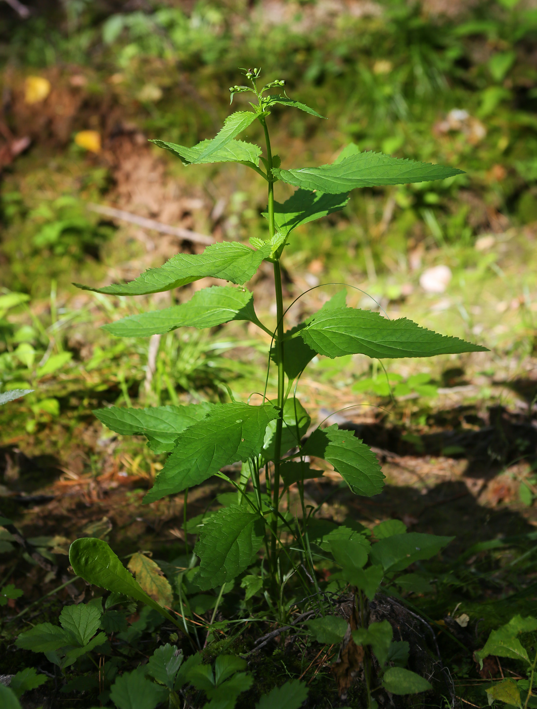 Image of Scrophularia nodosa specimen.