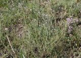 Gypsophila patrinii