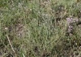 Gypsophila patrinii. Цветущее растение. Хакасия, окр. с. Аршаново, степь на песках. 22.07.2016.