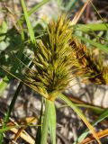 Carex kobomugi. Соплодие. Приморье, Партизанский р-н, песчаный пляж морского побережья. 10.07.2016.