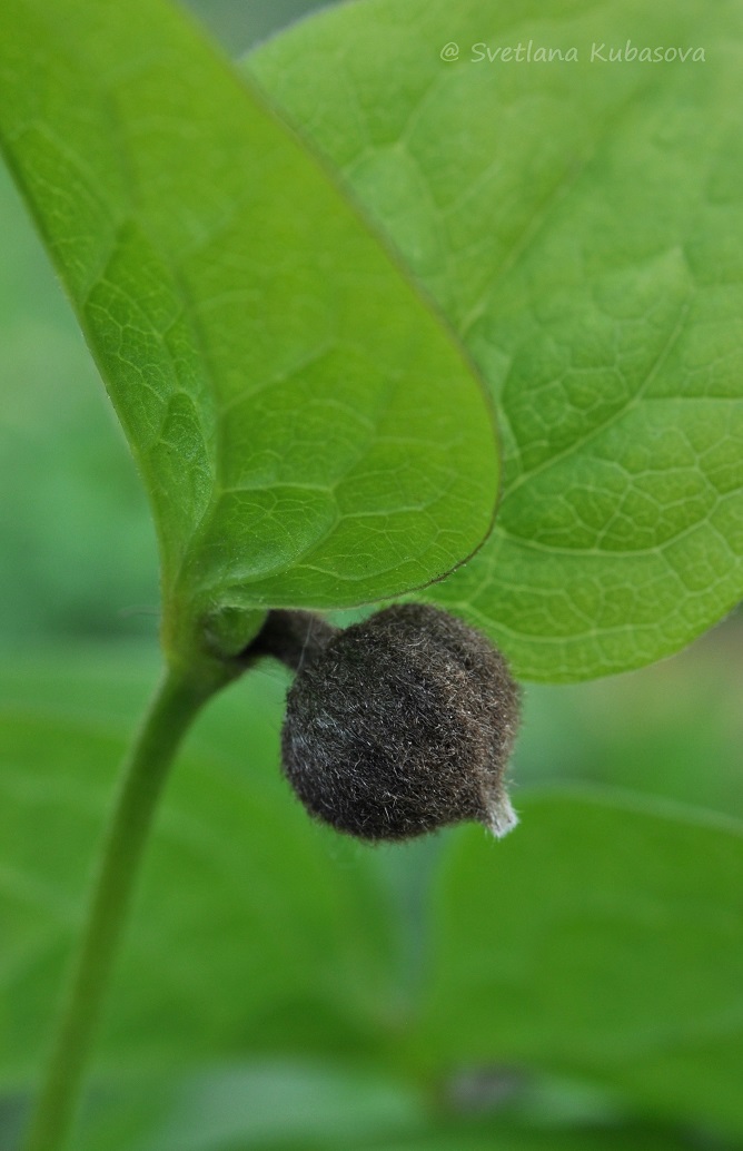 Изображение особи Clematis fusca.